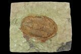 Red, Ordovician Asaphellus Trilobite - Morocco #120150-1